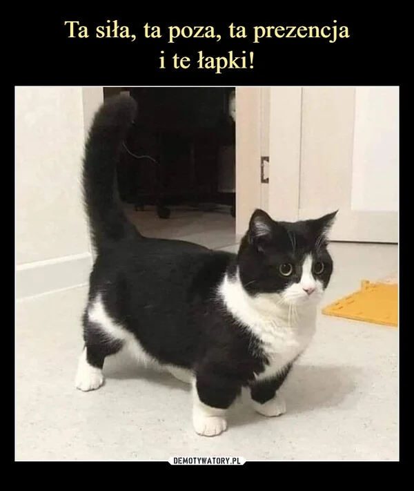 
    Ta siła, ta poza, ta prezencja i te łapki!