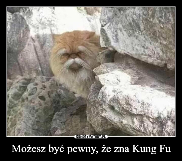 
    Możesz być pewny, że zna Kung Fu