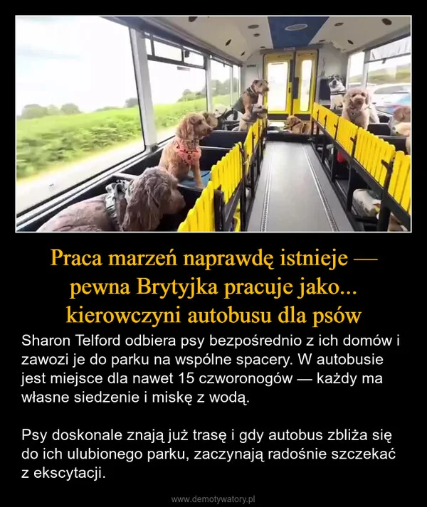 
    Praca marzeń naprawdę istnieje — pewna Brytyjka pracuje jako... kierowczyni autobusu dla psów