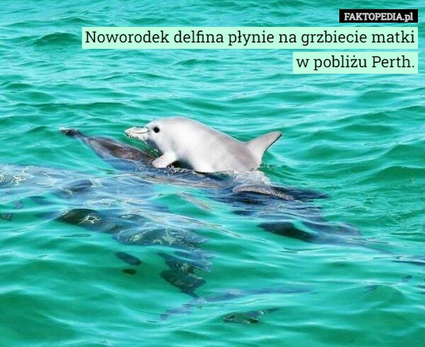 
    Noworodek delfina płynie na grzbiecie matki
w pobliżu Perth.