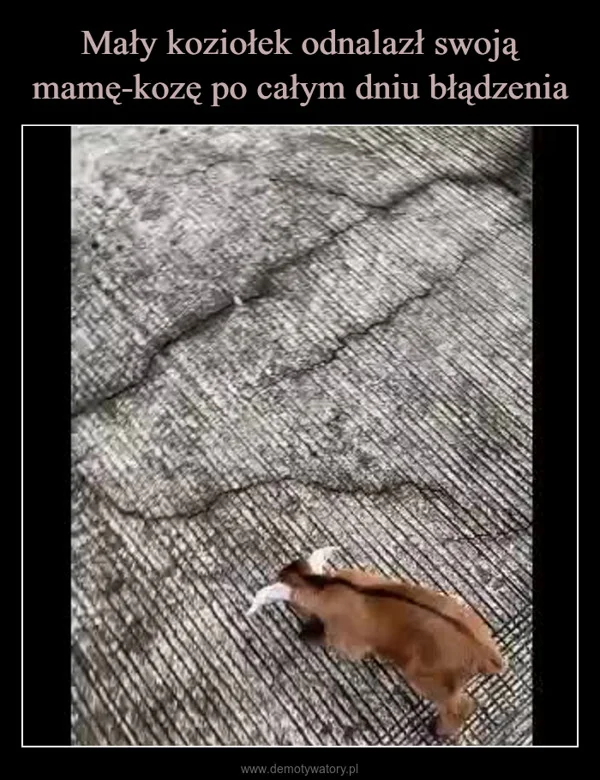 
    Mały koziołek odnalazł swoją mamę-kozę po całym dniu błądzenia