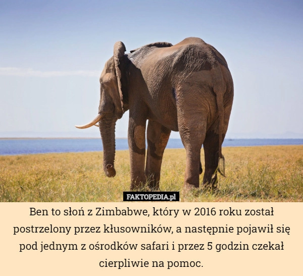 
    Ben to słoń z Zimbabwe, który w 2016 roku został postrzelony przez kłusowników,