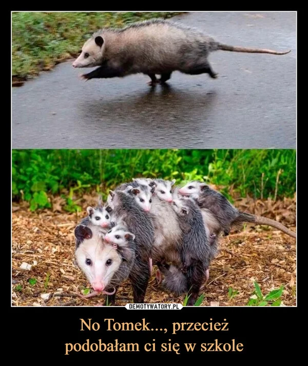 
    No Tomek..., przecież podobałam ci się w szkole