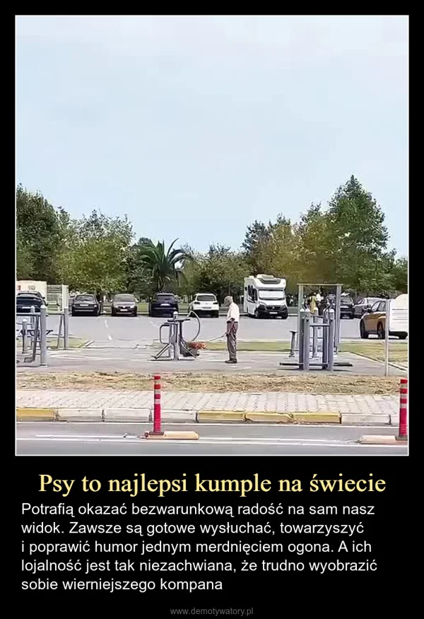 
    Psy to najlepsi kumple na świecie