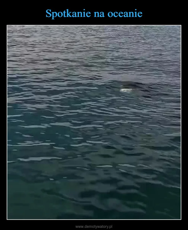 
    Spotkanie na oceanie