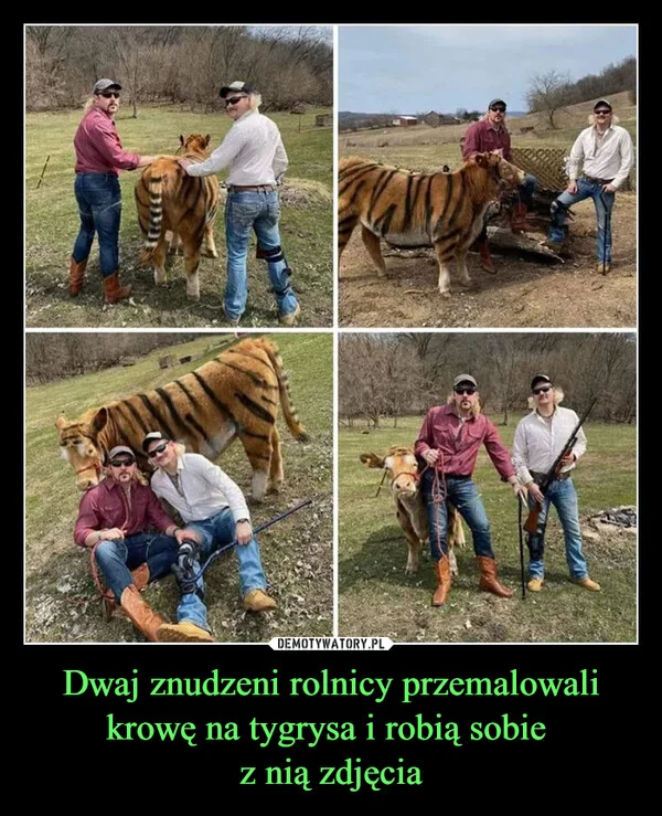 
    Dwaj znudzeni rolnicy przemalowali krowę na tygrysa i robią sobie z nią zdjęcia
