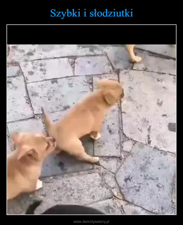 
    Szybki i słodziutki