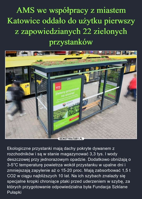 
    AMS we współpracy z miastem Katowice oddało do użytku pierwszy z zapowiedzianych 22 zielonych przystanków