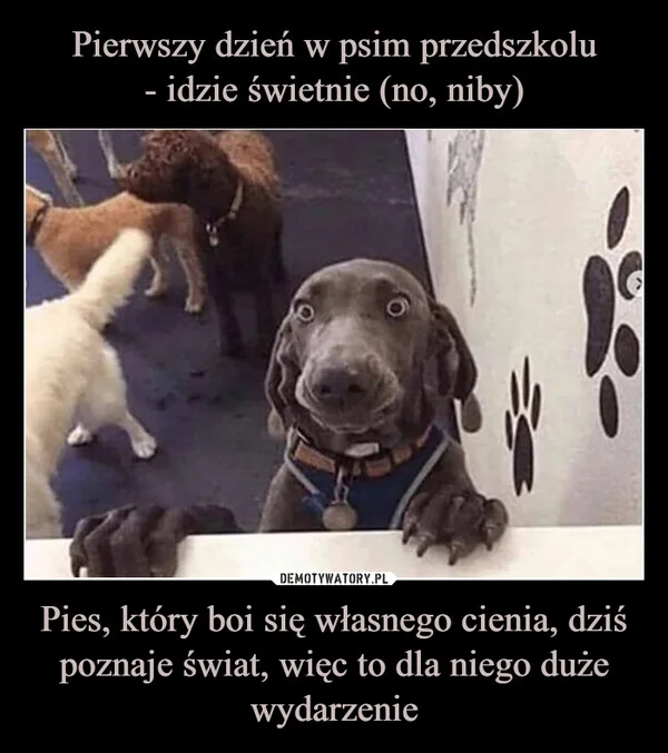 
    Pierwszy dzień w psim przedszkolu - idzie świetnie (no, niby) Pies, który boi się własnego cienia, dziś poznaje świat, więc to dla niego duże wydarzenie