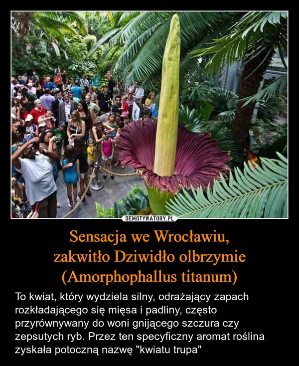 
    Sensacja we Wrocławiu, zakwitło Dziwidło olbrzymie (Amorphophallus titanum)