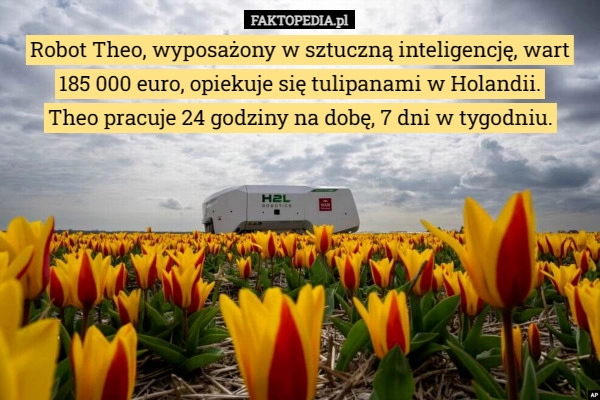 
    Robot Theo, wyposażony w sztuczną inteligencję, wart 185 000 euro, opiekuje...