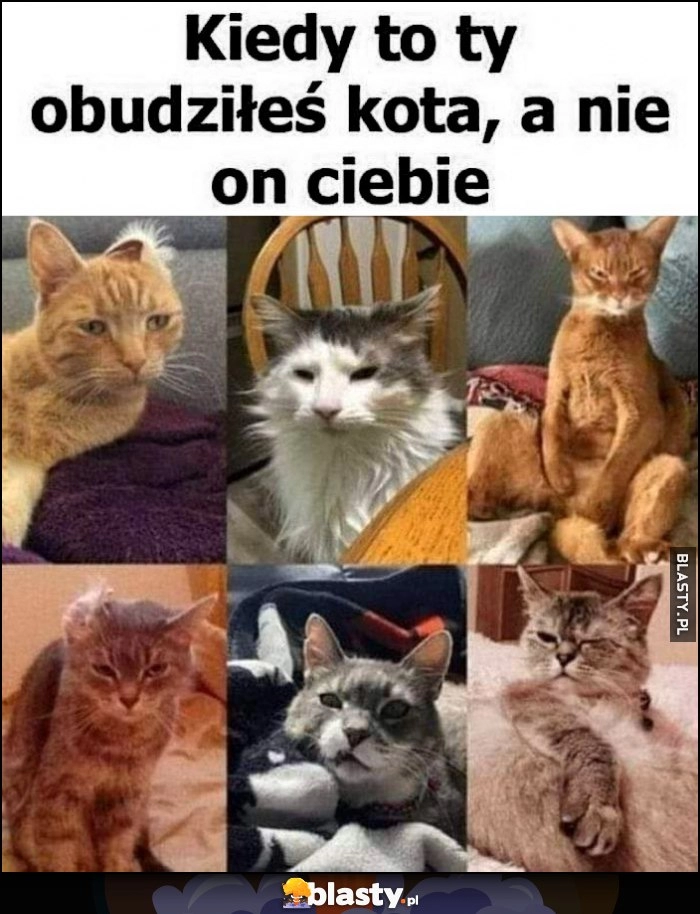 
    Kot kiedy to ty obudziłeś kota a nie on ciebie zaspany