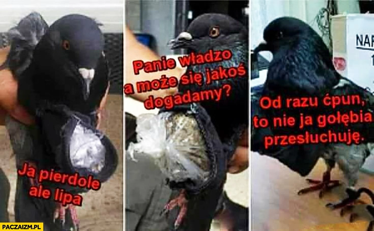 
    Gołąb narkoman diler ja pierdziele ale lipa, panie władzo może się jakoś dogadamy, od razu ćpun, to nie ja gołębia przesłuchuję