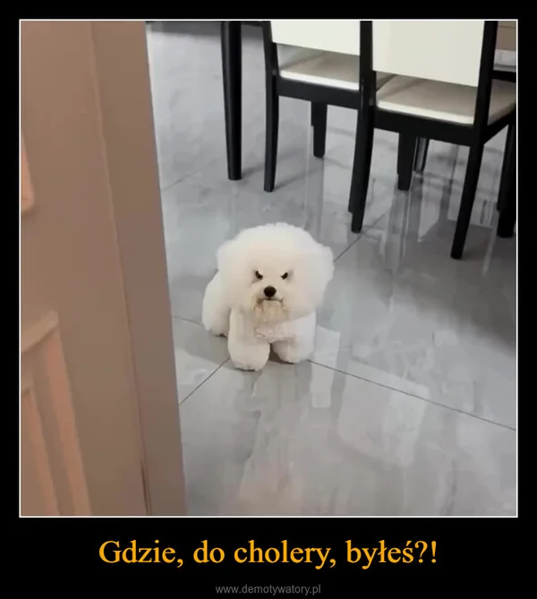 
    Gdzie, do cholery, byłeś?!