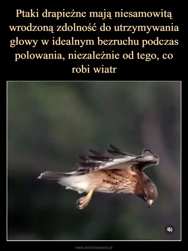 
    Ptaki drapieżne mają niesamowitą wrodzoną zdolność do utrzymywania głowy w idealnym bezruchu podczas polowania, niezależnie od tego, co robi wiatr