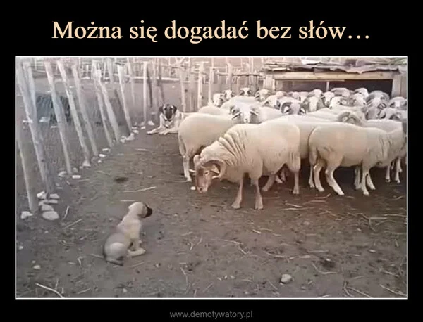 Można się dogadać bez słów…