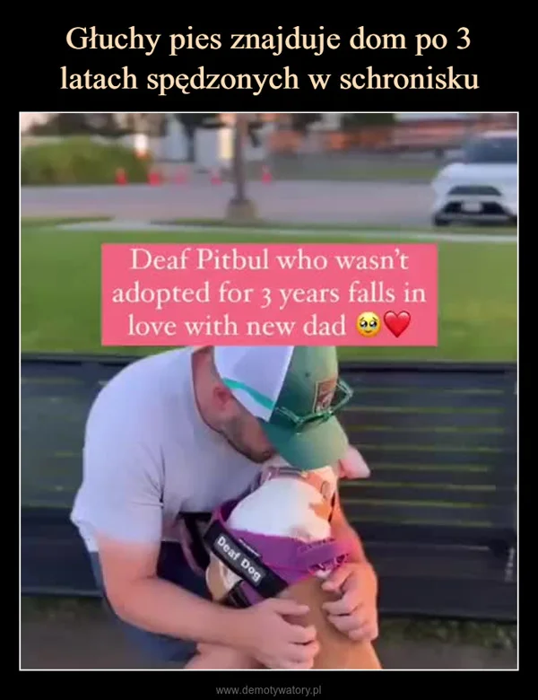 
    Głuchy pies znajduje dom po 3 latach spędzonych w schronisku