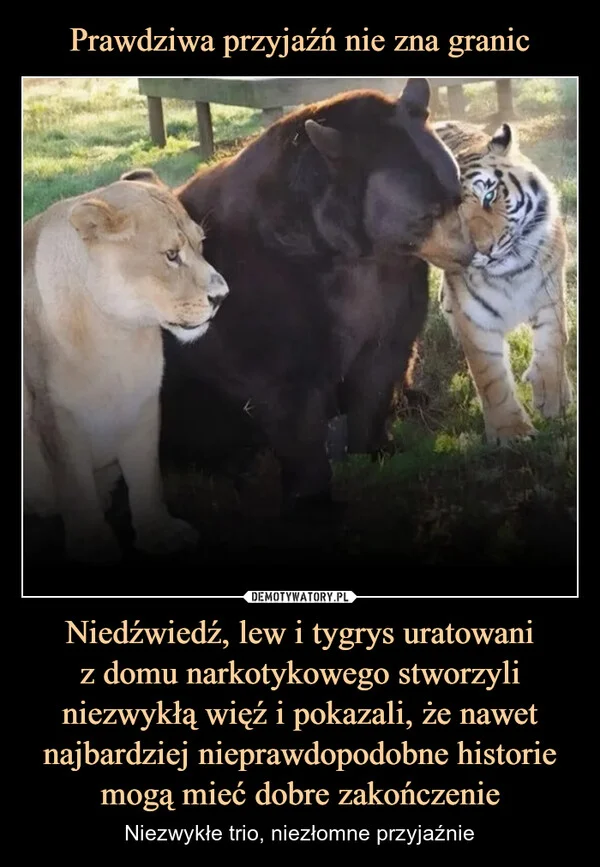 
    Prawdziwa przyjaźń nie zna granic Niedźwiedź, lew i tygrys uratowani z domu narkotykowego stworzyli niezwykłą więź i pokazali, że nawet najbardziej nieprawdopodobne historie mogą mieć dobre zakończenie