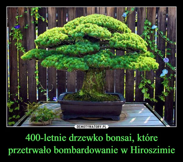 400-letnie drzewko bonsai, które przetrwało bombardowanie w Hiroszimie