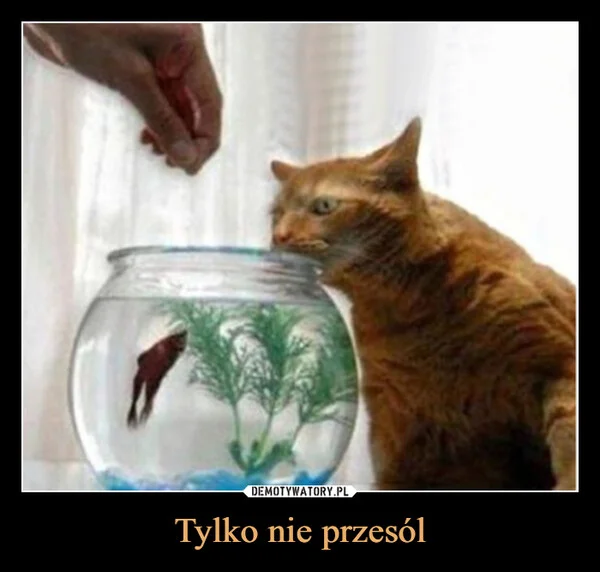 
    Tylko nie przesól