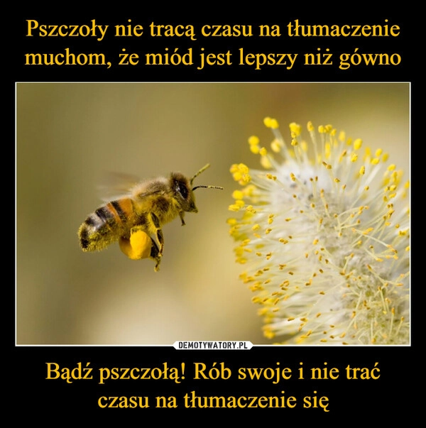 
    Pszczoły nie tracą czasu na tłumaczenie muchom, że miód jest lepszy niż gówno Bądź pszczołą! Rób swoje i nie trać czasu na tłumaczenie się