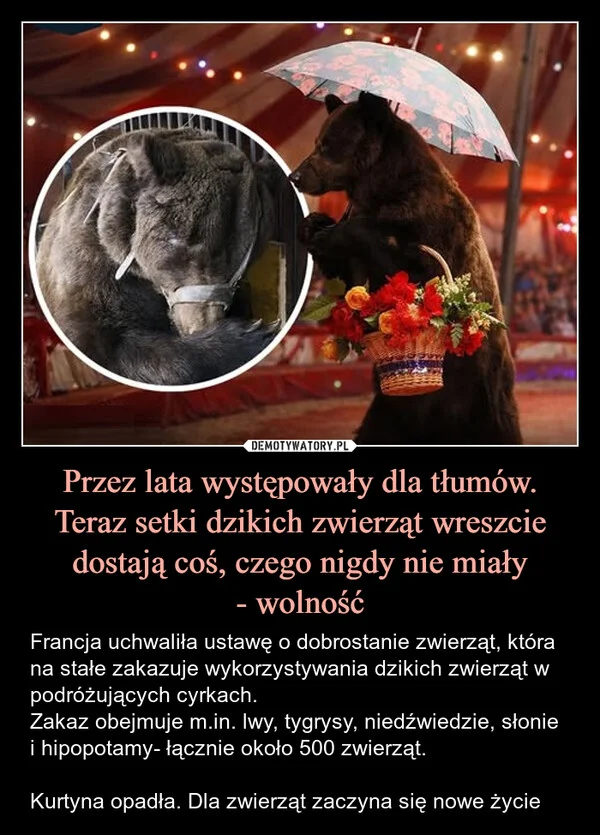 
    Przez lata występowały dla tłumów. Teraz setki dzikich zwierząt wreszcie dostają coś, czego nigdy nie miały - wolność