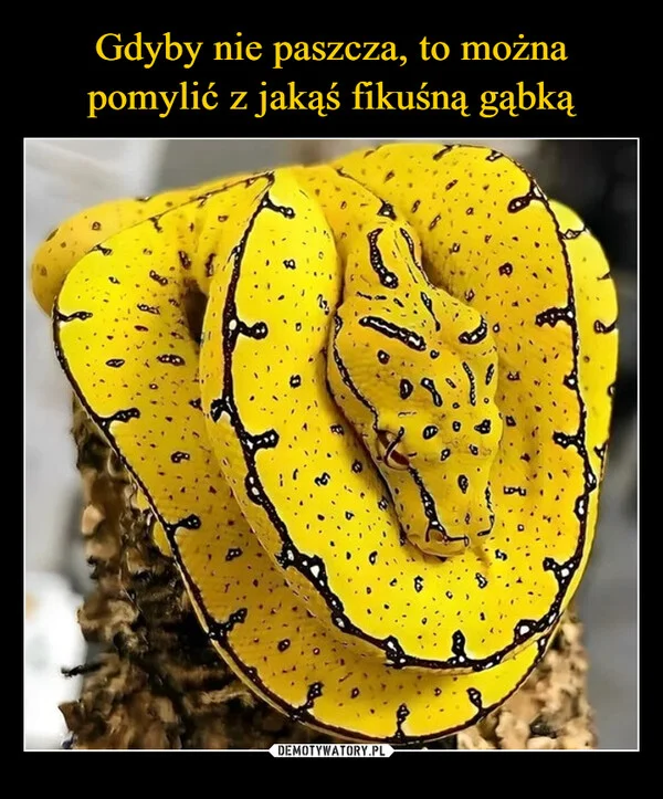 
    Gdyby nie paszcza, to można pomylić z jakąś fikuśną gąbką