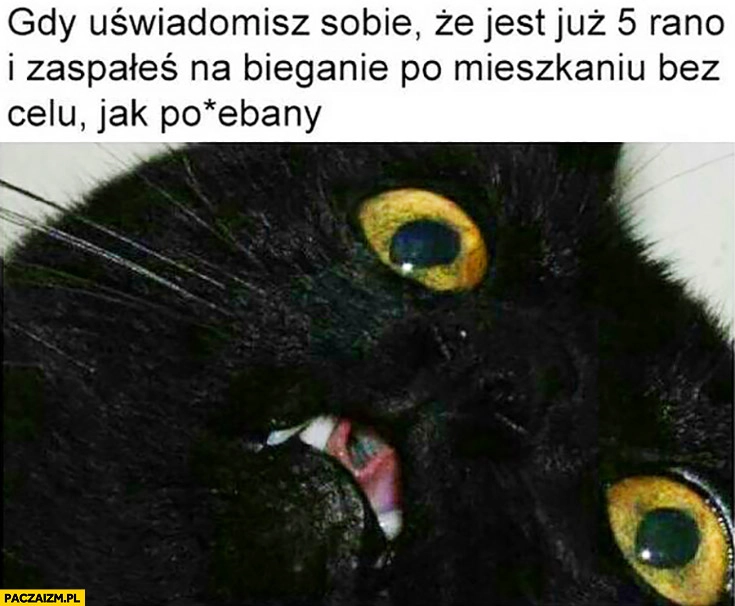 
    Kot gdy uświadomisz sobie, że jest już 5 rano i zaspałeś na bieganie po mieszkaniu bez celu jak nienormalny