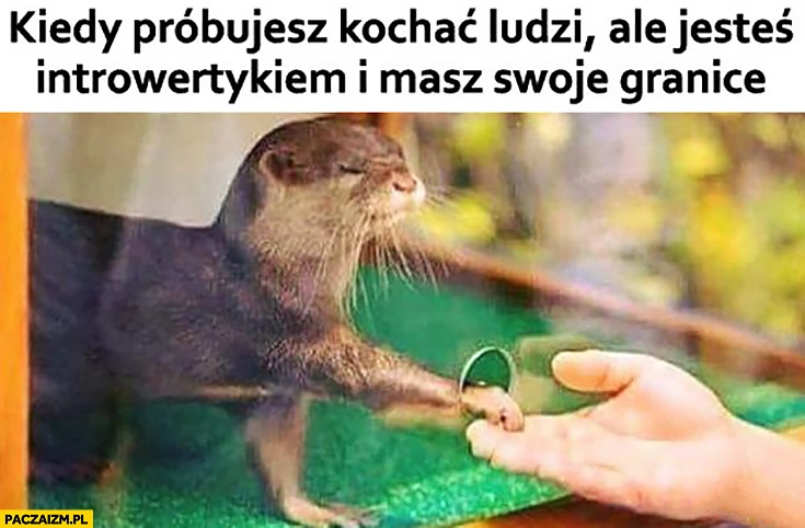 
    Kiedy próbujesz kochać ludzi ale jesteś introwertykiem i masz swoje granice wysuwa sama łapkę przez szybę