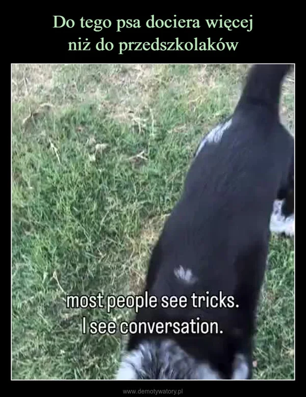 
    Do tego psa dociera więcej niż do przedszkolaków