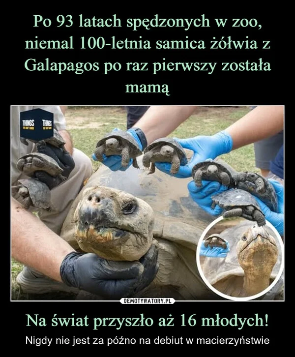 Po 93 latach spędzonych w zoo, niemal 100-letnia samica żółwia z Galapagos po raz pierwszy została mamą Na świat przyszło aż 16 młodych!