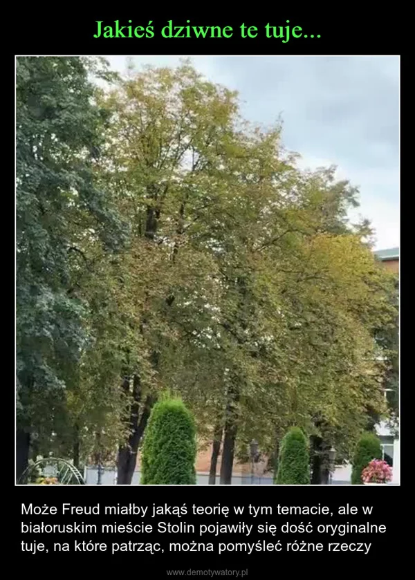 
    Jakieś dziwne te tuje...