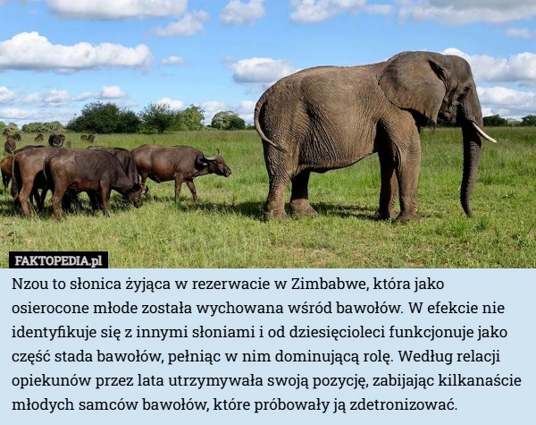 
    Nzou to słonica żyjąca w rezerwacie w Zimbabwe, która jako osierocone młode...