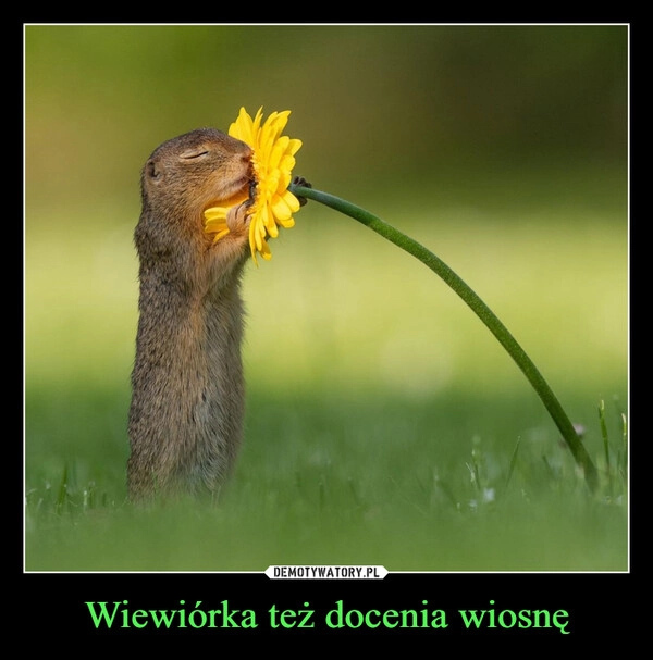 
    Wiewiórka też docenia wiosnę