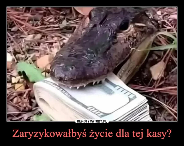 
    Zaryzykowałbyś życie dla tej kasy?