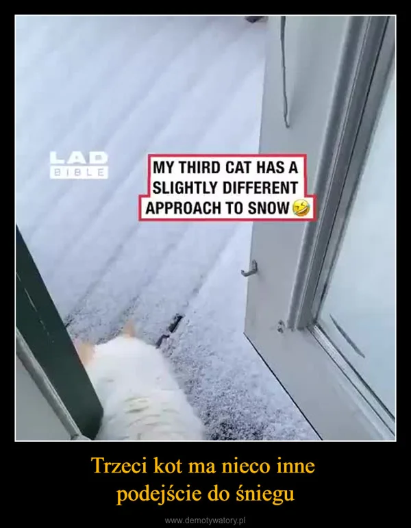 
    Trzeci kot ma nieco inne podejście do śniegu