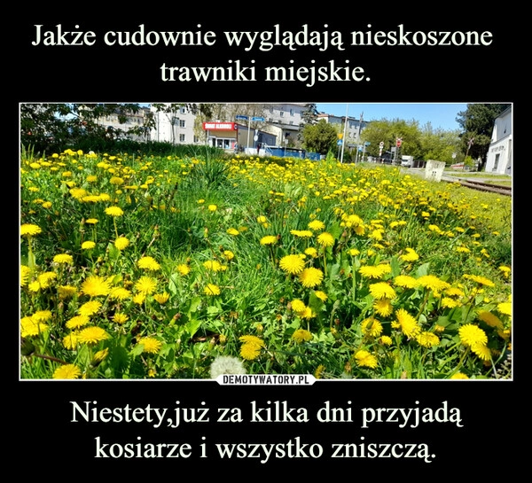 
    Jakże cudownie wyglądają nieskoszone 
trawniki miejskie. Niestety,już za kilka dni przyjadą kosiarze i wszystko zniszczą.