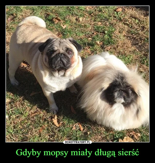Gdyby mopsy miały długą sierść