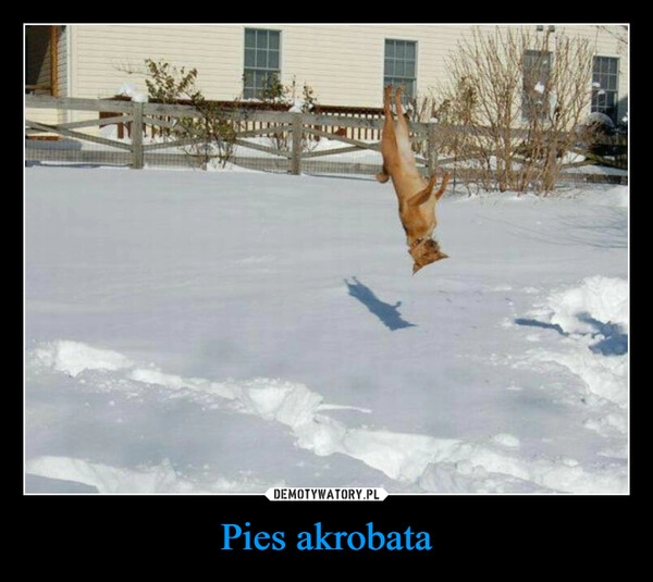 
    Pies akrobata