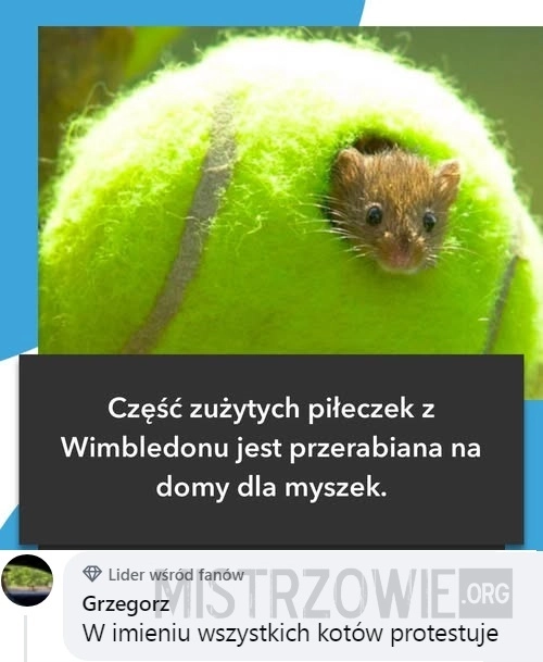 
    Domki