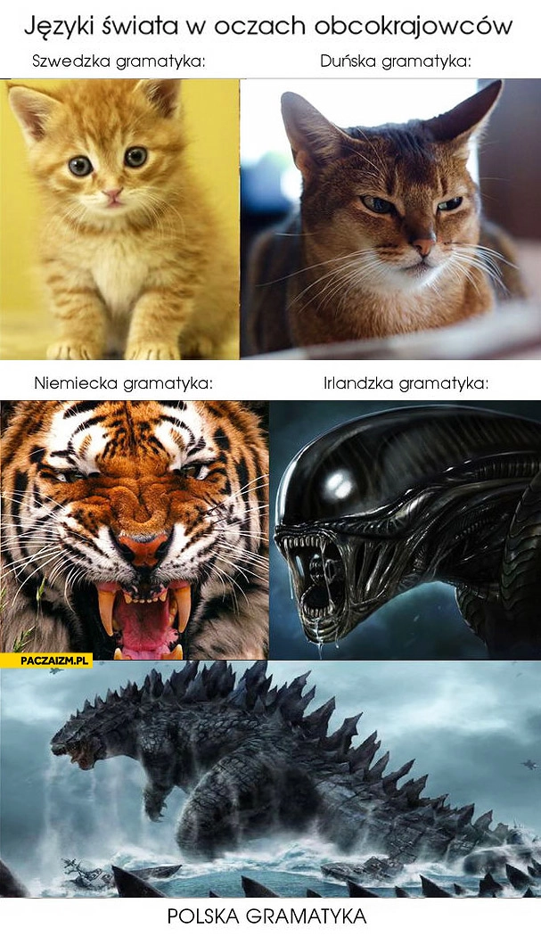 Języki świata w oczach obcokrajowców Polska gramatyka