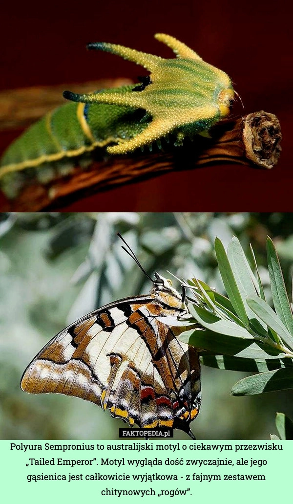 
    Polyura Sempronius to australijski motyl o ciekawym przezwisku „Tailed Emperor”.