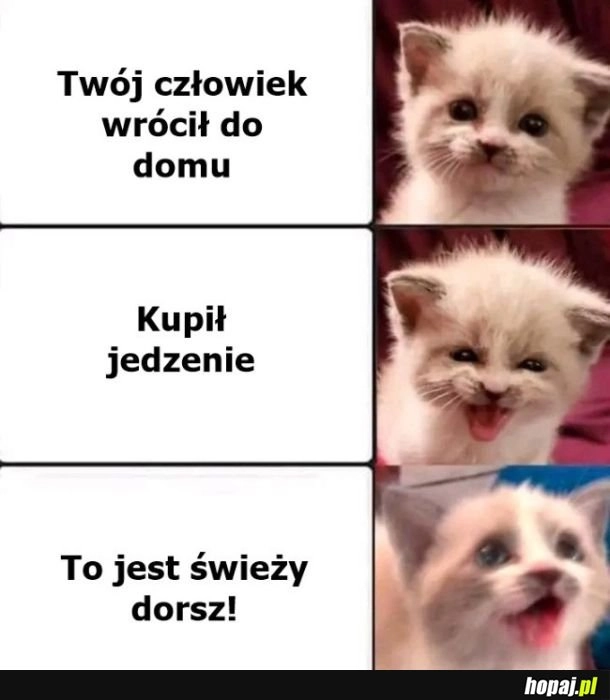 
    Zakupy