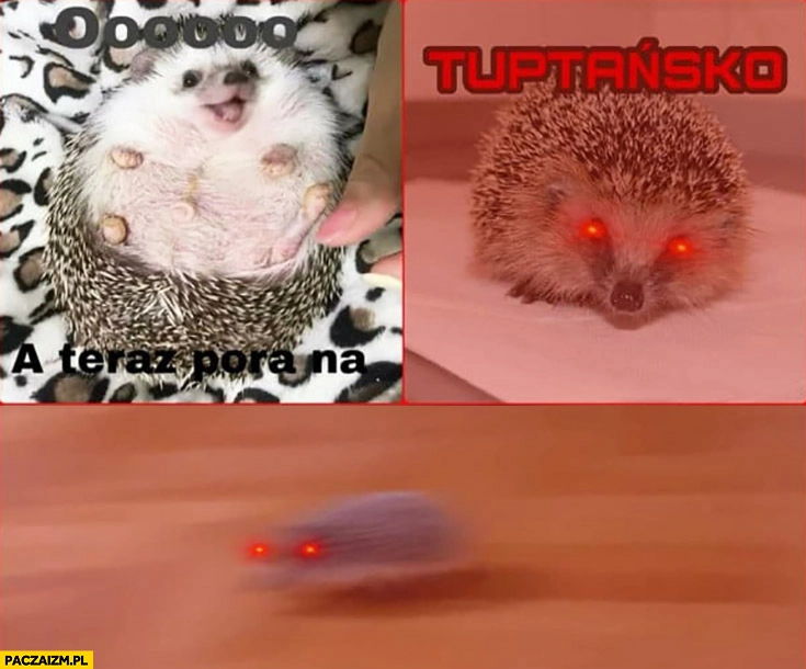 
    Jeż jeżyk a teraz pora na tuptańsko