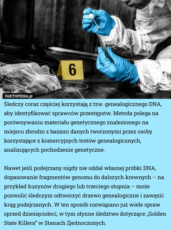 
    Śledczy coraz częściej korzystają z tzw. genealogicznego DNA, aby identyfikować