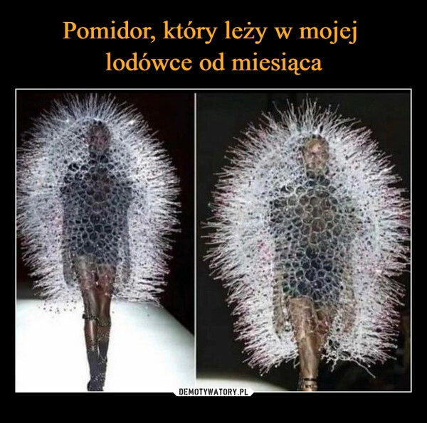 
    Pomidor, który leży w mojej 
lodówce od miesiąca