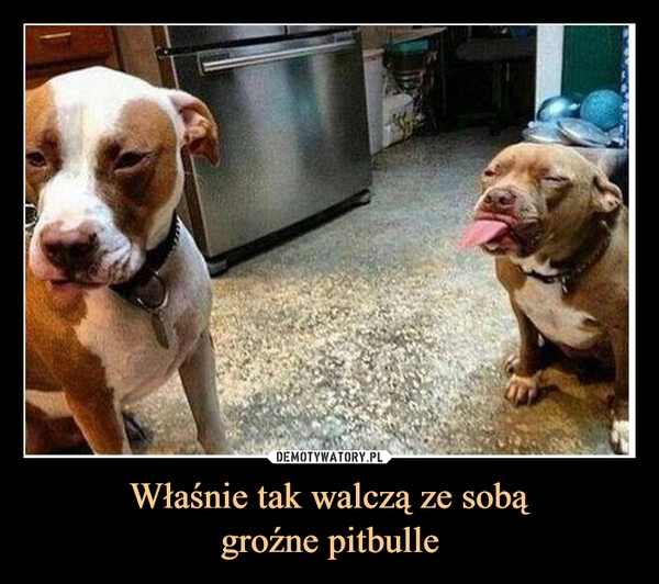 
    Właśnie tak walczą ze sobą
groźne pitbulle