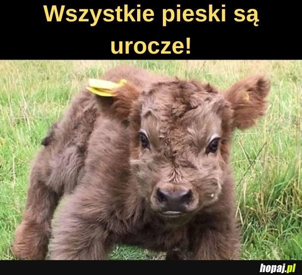 
    Pieski. 