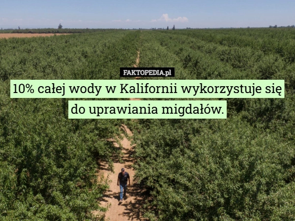 
    10% całej wody w Kalifornii wykorzystuje się do uprawiania migdałów.