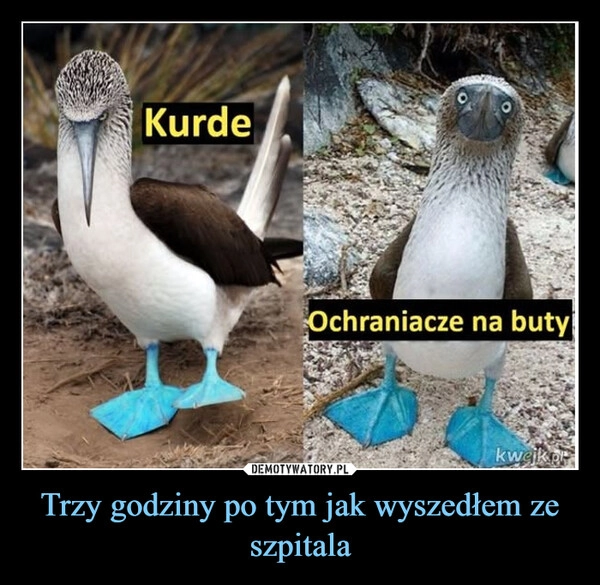 
    Trzy godziny po tym jak wyszedłem ze szpitala